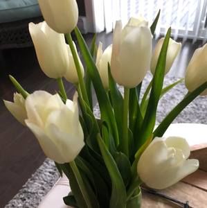 Meet your Posher, Shelley